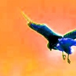 Le temps des oiseaux spécial Rayvox #3 episode artwork