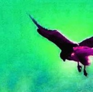 Le temps des oiseaux spécial Rayvox #2 episode artwork
